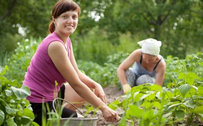 Transforming Outdoor Spaces with Professional Landscaping Services in Sarasota County FL